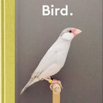 New Photography of the Bird - Joy